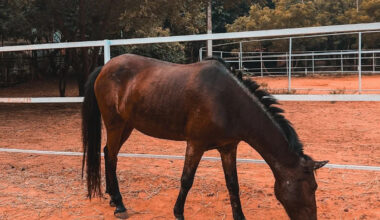 Deputies Rescue 13 Neglected Horses From Florida Property After Anonymous Tip