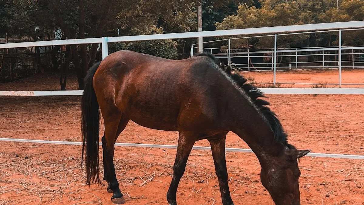 Deputies Rescue 13 Neglected Horses From Florida Property After Anonymous Tip