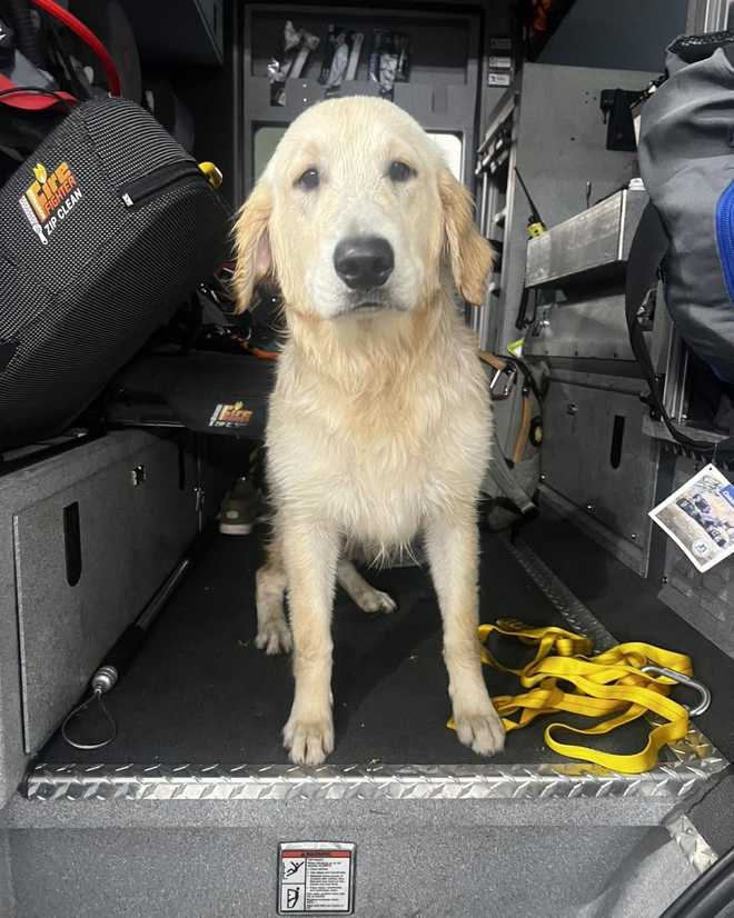 Dog rescue Dog rescue