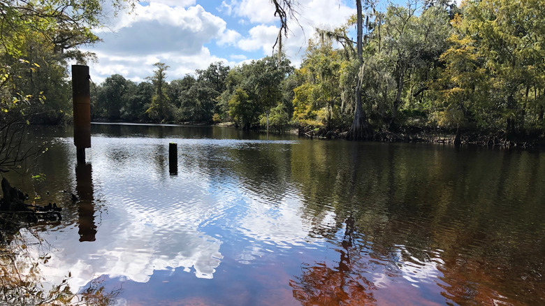 The Withlacoochee River flows through Richloam Wildlife Management Area, FL