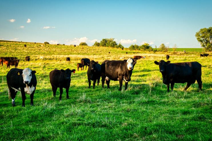 Florida Cattle Enhancement Board