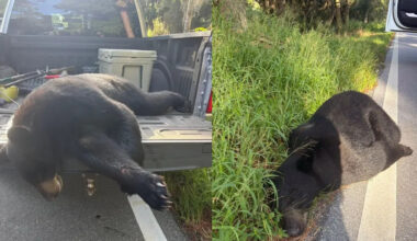 A Driver Hit a 400-Pound Black Bear in Florida and Somehow Walked Away Unharmed... But the Bear?