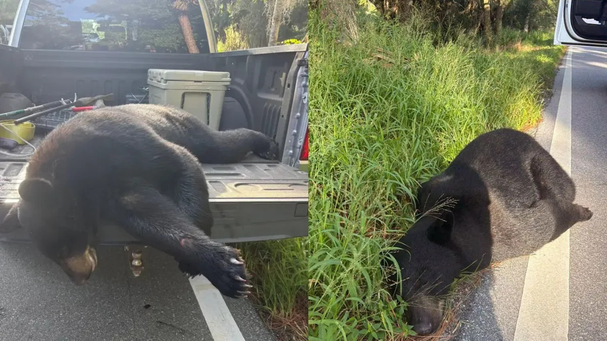 A Driver Hit a 400-Pound Black Bear in Florida and Somehow Walked Away Unharmed... But the Bear?