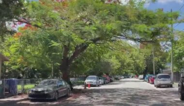 Fight to preserve Miami's precious tree canopy gaining momentum
