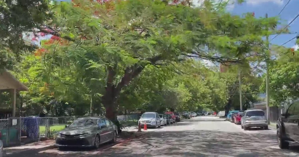 Fight to preserve Miami's precious tree canopy gaining momentum