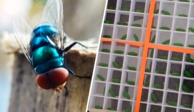 Flesh-eating New World screwworm sparks emergency action in Florida after parasite reaches Texas