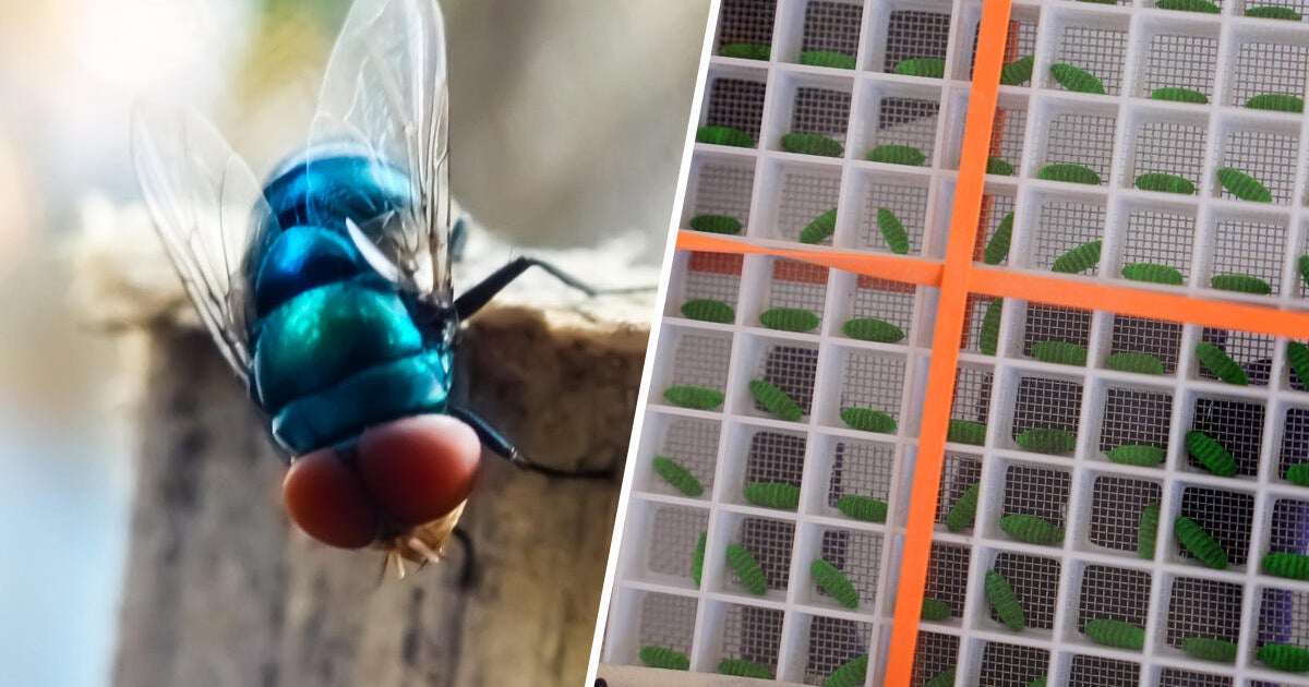 cbsmiami-screwworm-fly-new-1.jpg