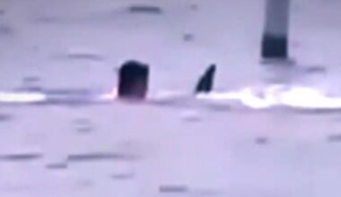 Florida man fights off shark, now in critical condition