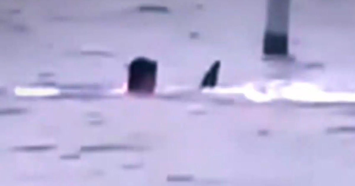 Florida man fights off shark, now in critical condition