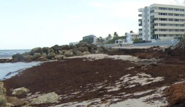 Record amount of sargassum seaweed found on Florida coast: "It stinks"