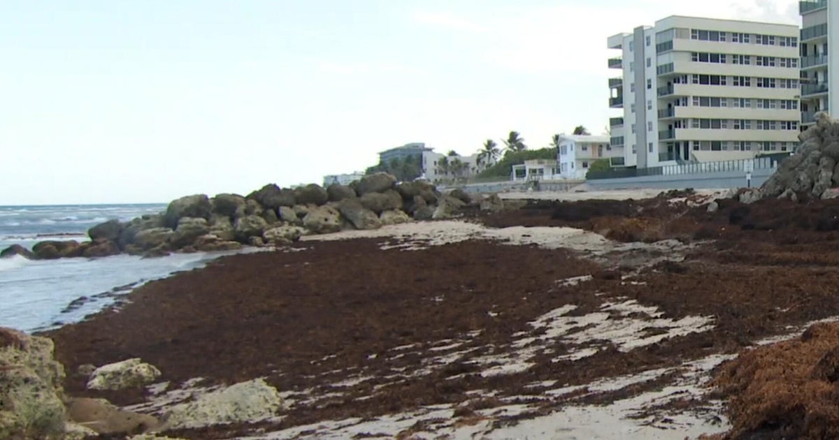 Record amount of sargassum seaweed found on Florida coast: "It stinks"
