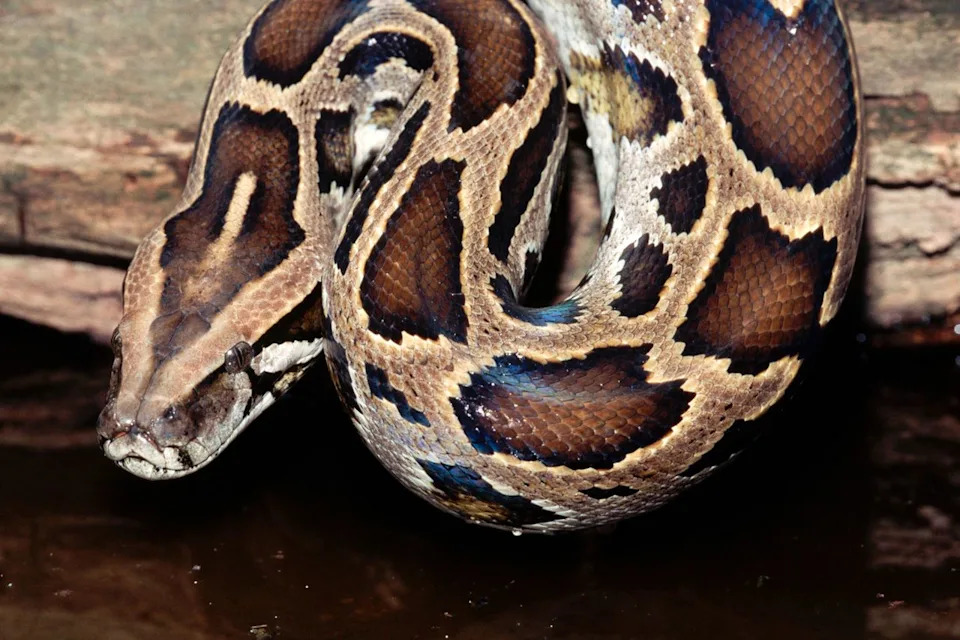 Burmese pythonCredit: Getty
