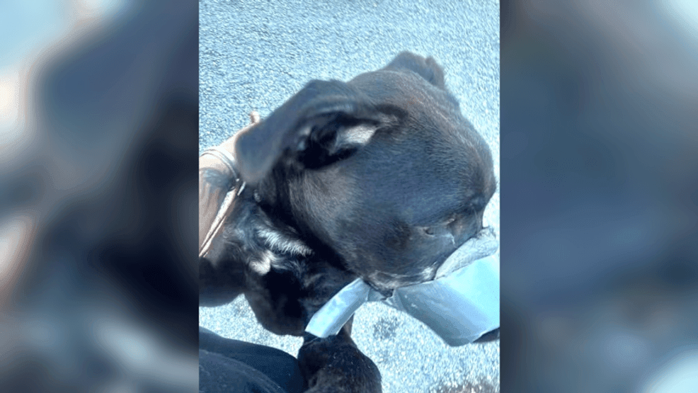 Florida woman arrested after dog's mouth found taped shut: sheriff (Photo: Polk County Sheriff's Office)