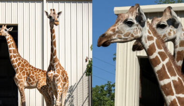 Central Florida Zoo welcomes 2 female giraffes