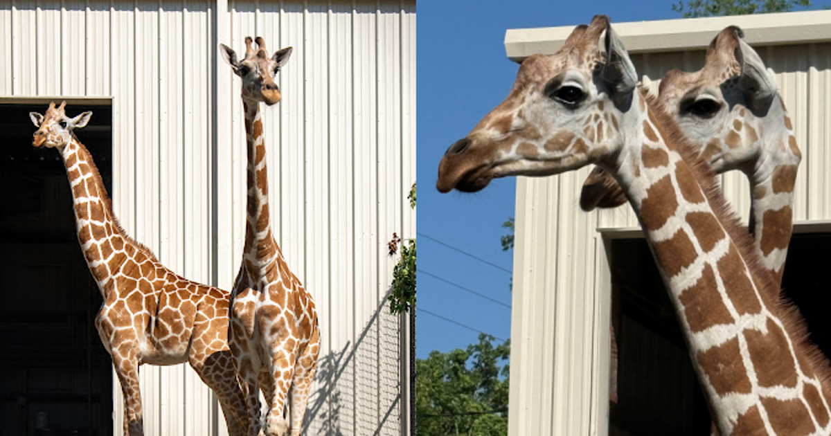Central Florida Zoo welcomes 2 female giraffes