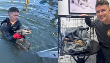 Video: Coyote pup originally mistaken for a dog rescued from Florida canal