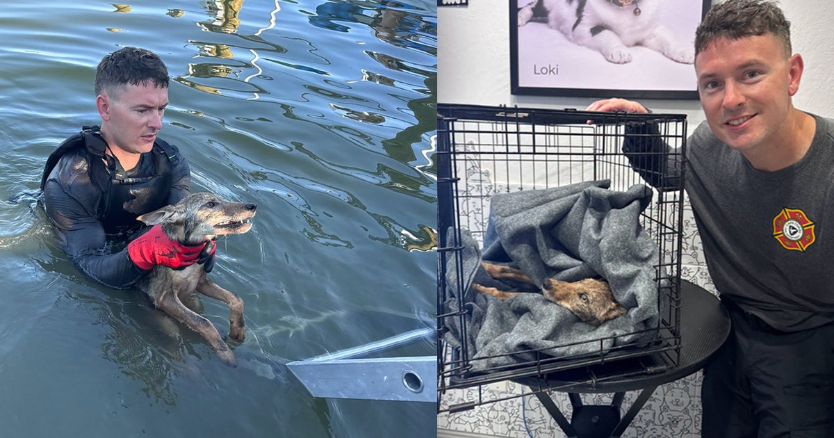 Video: Coyote pup originally mistaken for a dog rescued from Florida canal