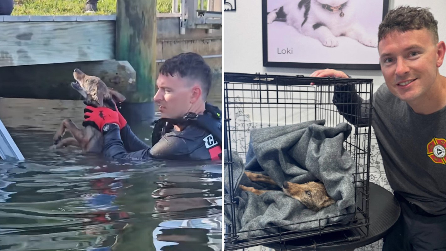 A rescuer holds a dog in water, while a second image shows the same dog resting in a crate with a caregiver.