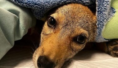 Coyote pup in CROW’s care recovering after successful leg surgery