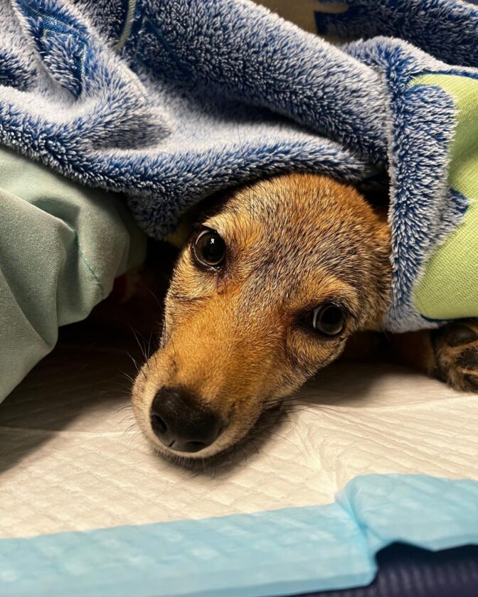 Coyote pup in CROW’s care recovering after successful leg surgery