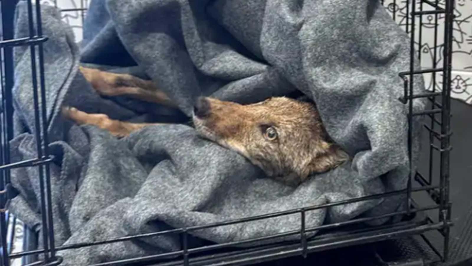 coyote rescue