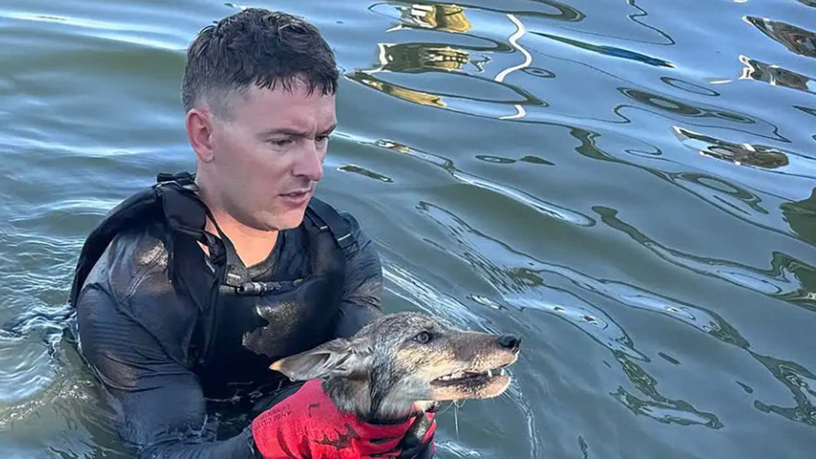 coyote rescue