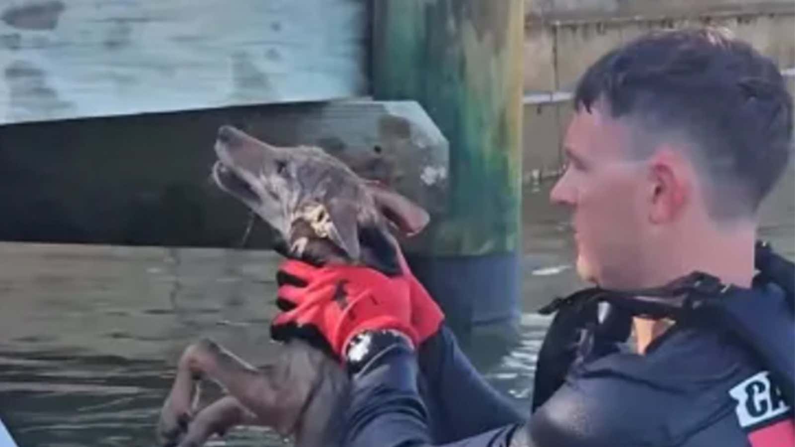 coyote rescue
