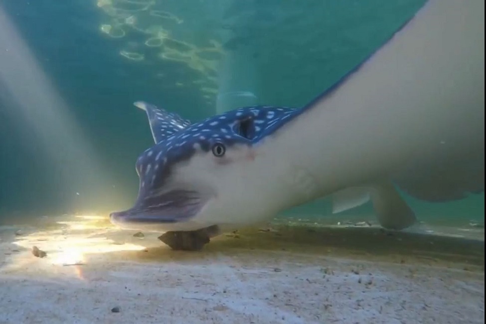 Whitespotted Eagle Ray