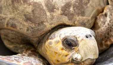 Dramatic Florida pier rescue saves 172-pound loggerhead sea turtle tangled in fishing line