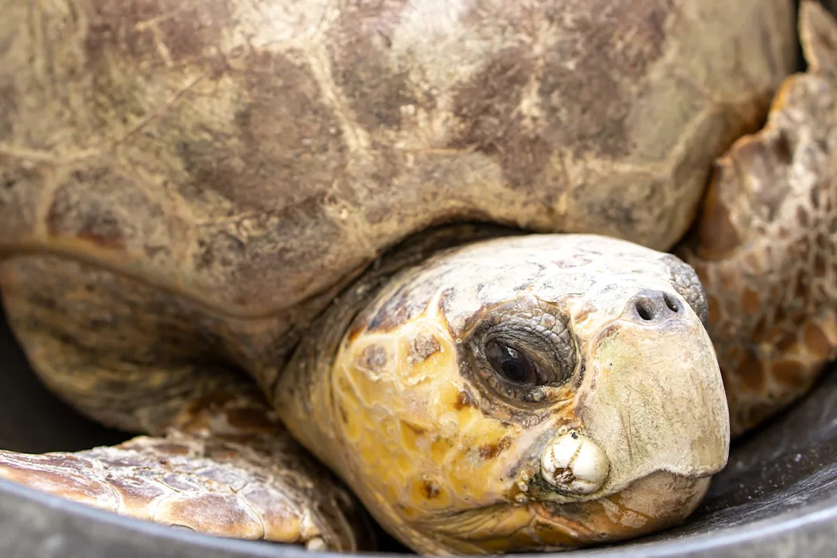 Dramatic Florida pier rescue saves 172-pound loggerhead sea turtle tangled in fishing line