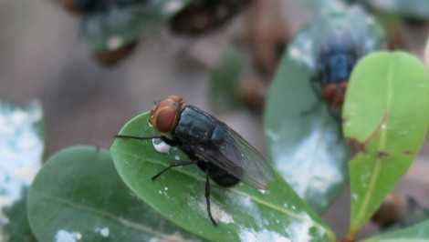 State braces for screwworm, passes emergency rules