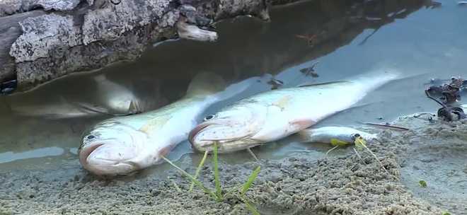 Dead fish, including largemouth bass and tilapia, are floating along the shoreline of the Crane Point section of the Sawgrass Lakes community in Port St. Lucie, leaving residents concerned about the lake's health and the city's response.