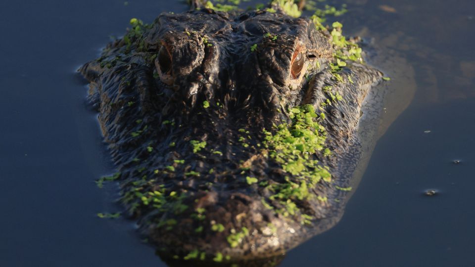 Alligators injure three, one fatally, in string of attacks in Florida