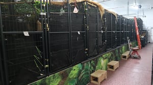 56 sloth deaths spur push for new Florida regulations