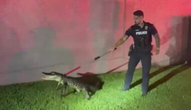 Davie officer, fire captain wrangle gator in neighborhood