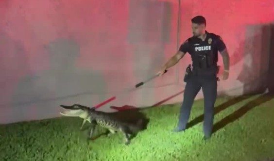 Davie officer, fire captain wrangle gator in neighborhood