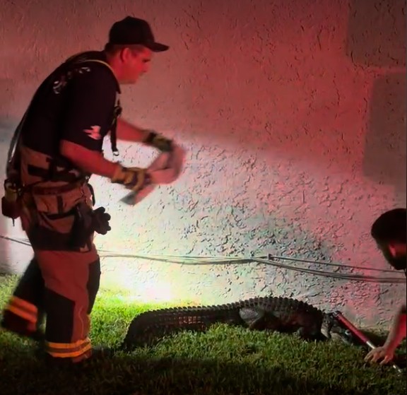 Davie Fire Rescue Captain Chris Pelosi prepares to throw a rag over the eyes of an alligator as Officer Nikolas Sanders restrains the front of the animal. (Davie Fire Rescue/Courtesy)