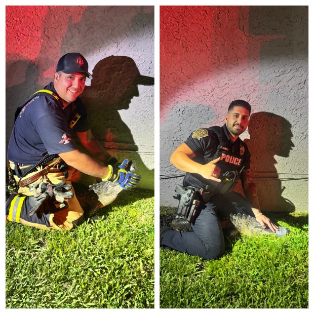Davie Fire Rescue Captain Chris Pelosi, left, and Davie Officer Nikolas Sanders, right, wrangled a 5-foot alligator during an early-morning call about a water main break in a neighborhood on Friday, June 12, 2026. (Davie Police and Davie Fire Rescue/Courtesy)