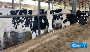 M&B Dairy farm joins in on Cereal for Summer at Feeding Tampa Bay