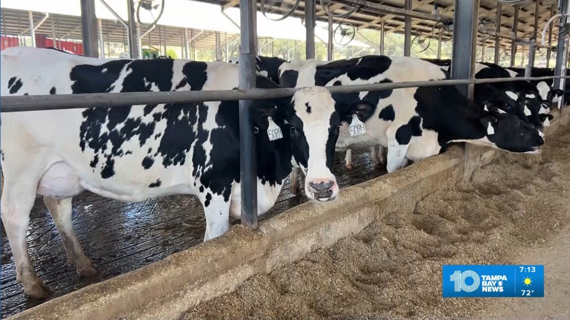 M&B Dairy farm joins in on Cereal for Summer at Feeding Tampa Bay