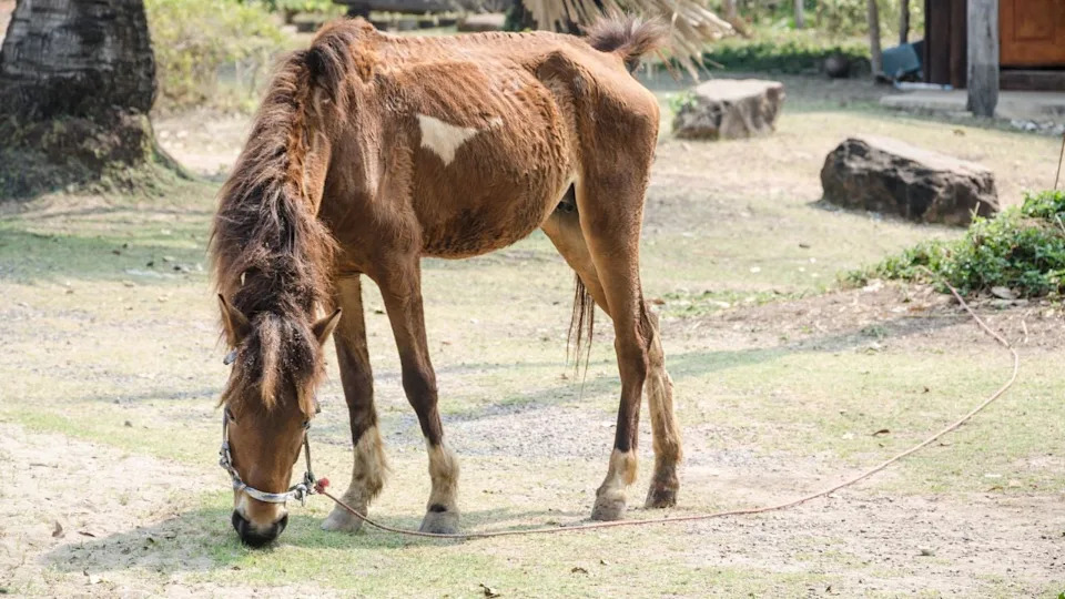 thin horse , horse