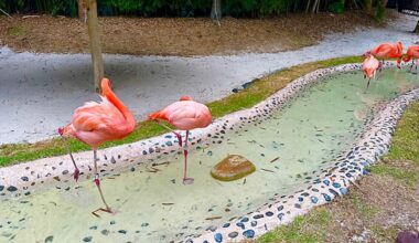 Discovery Cove's Flamingo Point is accessible to all guests. (Photo: Leah Schwartz/Spectrum News Photojournalist)
