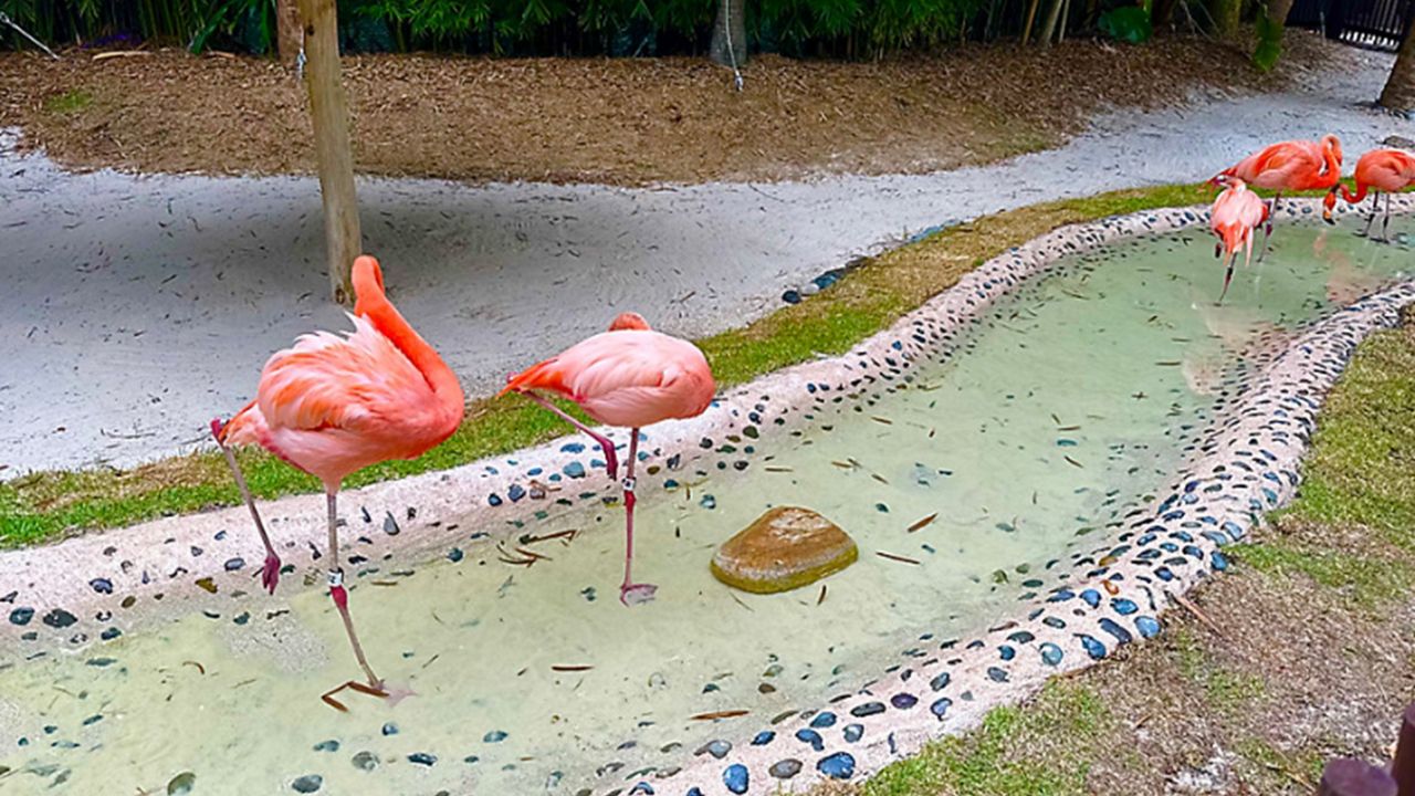 Discovery Cove's Flamingo Point is accessible to all guests. (Photo: Leah Schwartz/Spectrum News Photojournalist)