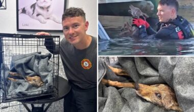 A 'dog' rescued from Florida lake by firefighters turned out to be coyote pup