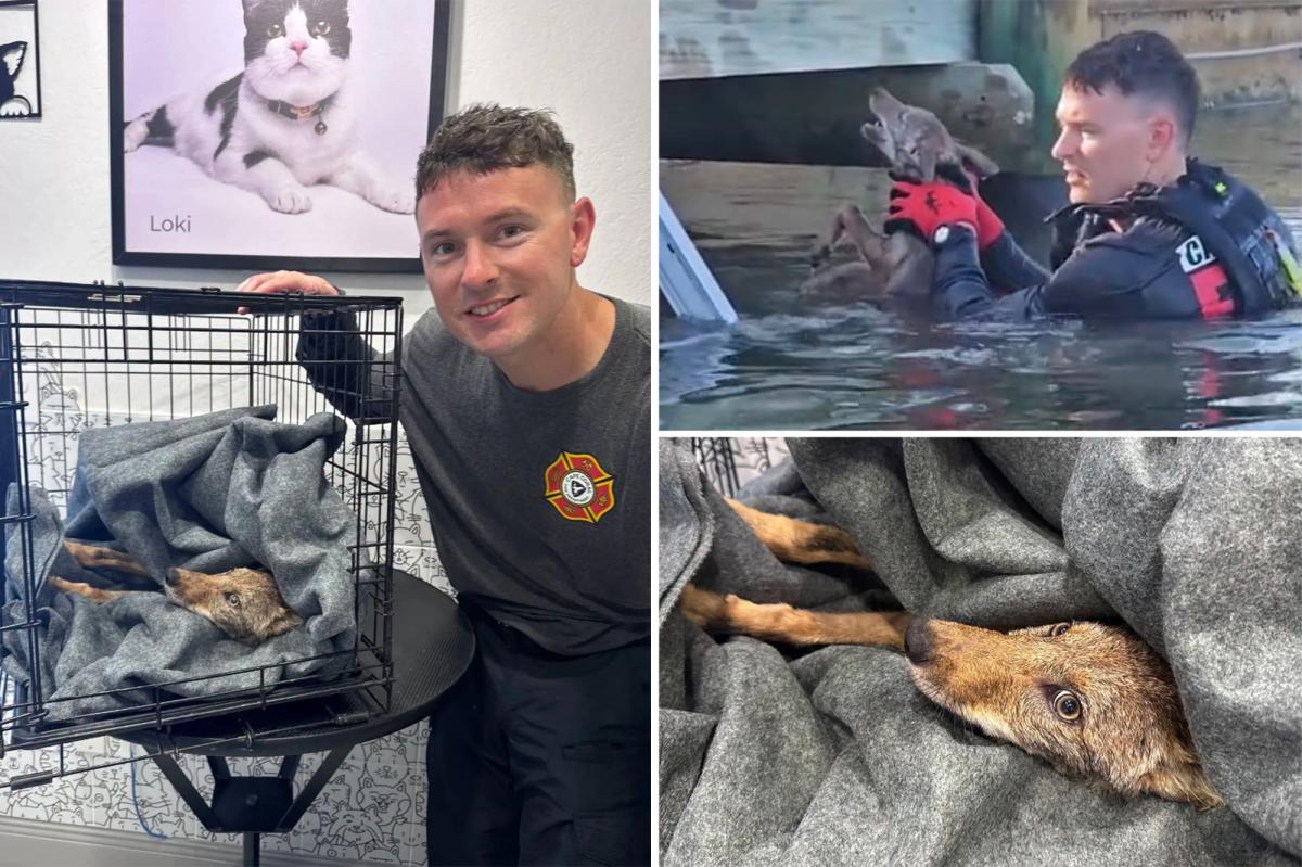 A 'dog' rescued from Florida lake by firefighters turned out to be coyote pup