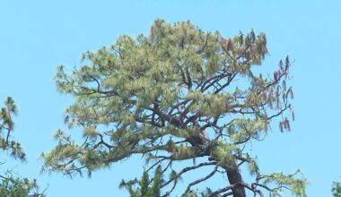 Florida Forest Service warns of drought ahead of Fourth of July as wildfire threat remains present