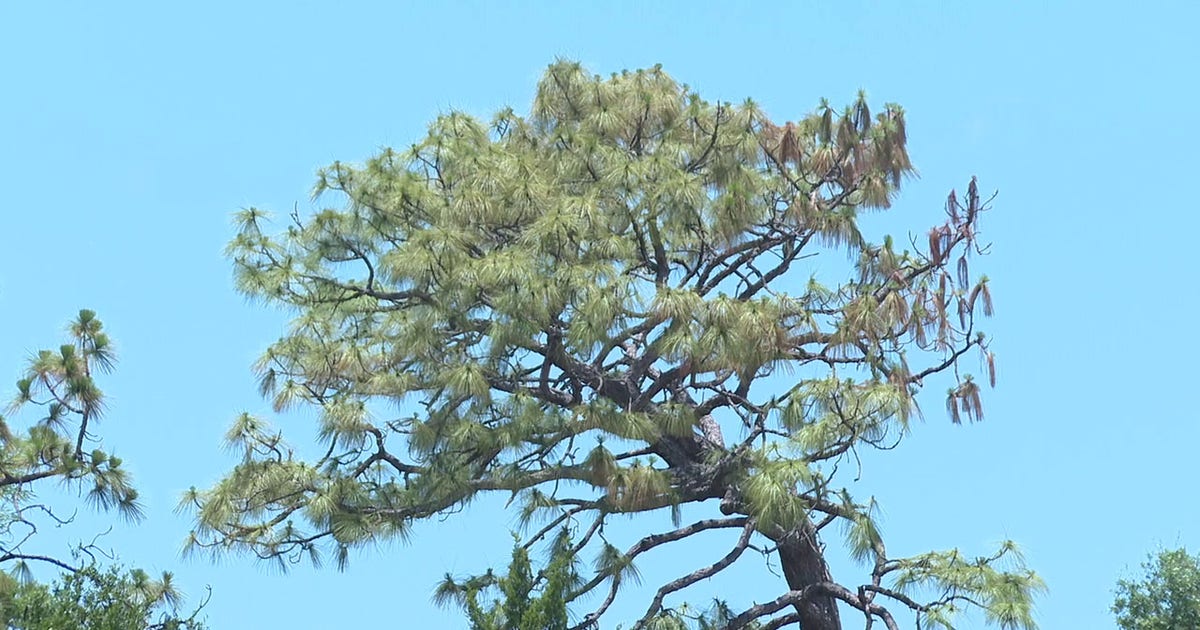 Florida Forest Service warns of drought ahead of Fourth of July as wildfire threat remains present
