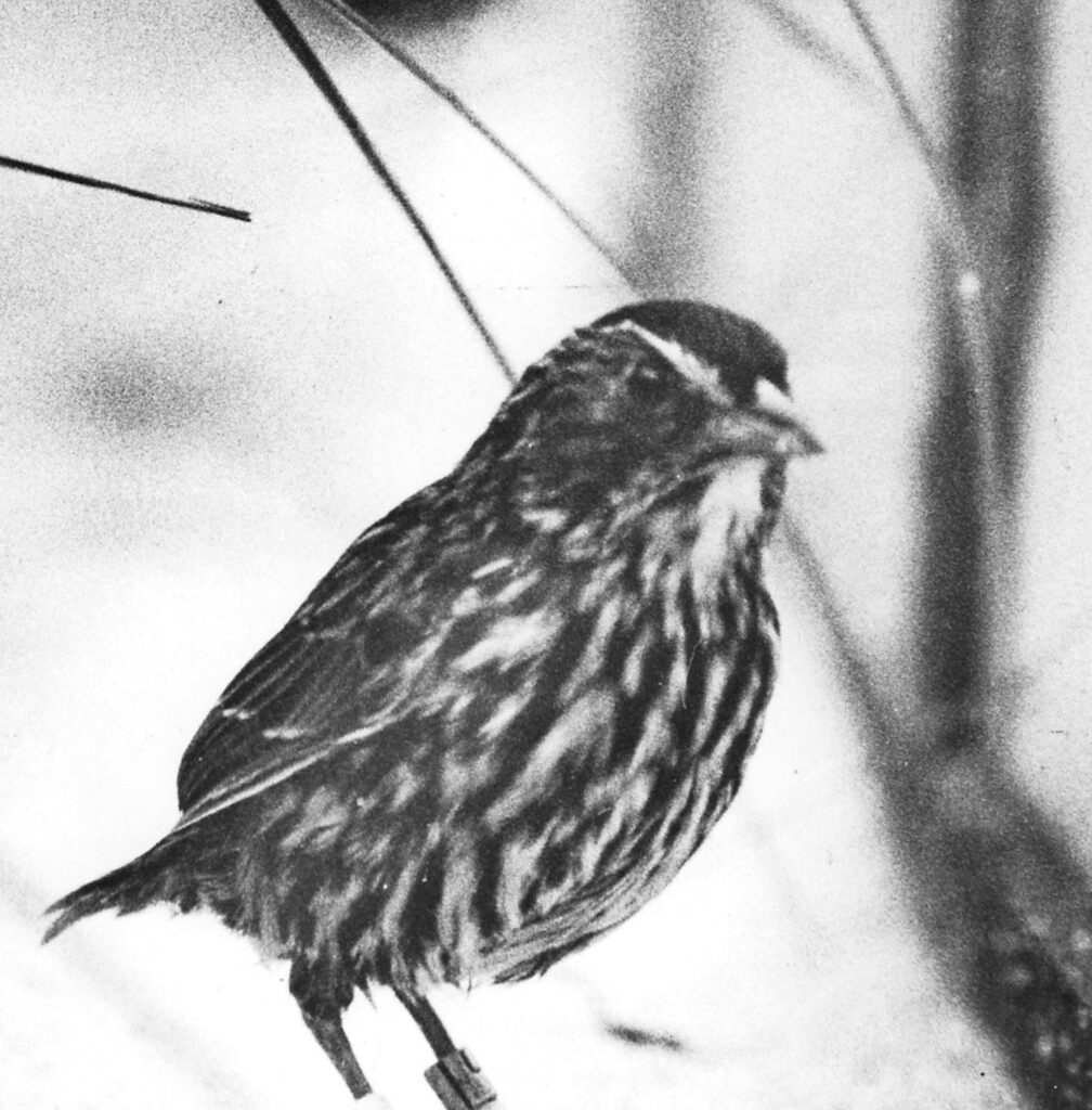 Orlando Sentinel 150: Monday Memory of last Dusky Seaside Sparrow died – Orlando Sentinel