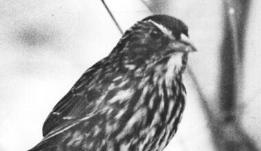 Orlando Sentinel 150: Monday Memory of last Dusky Seaside Sparrow died – Orlando Sentinel