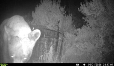 Black bear makes multiple visits to Port St. Lucie neighborhood